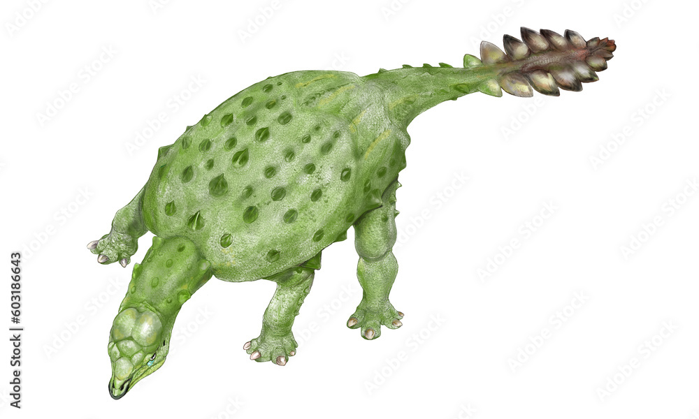 2018年に発見された白亜紀後期に生息していたと思われるアンキロサウルス科の変わり種。尾についた反撃用のハンマーの瘤は異様な形状であり、ノドサウルス科からアンキロサウルス科へ、あるいは、剣竜類への変化の途中のように思われる。