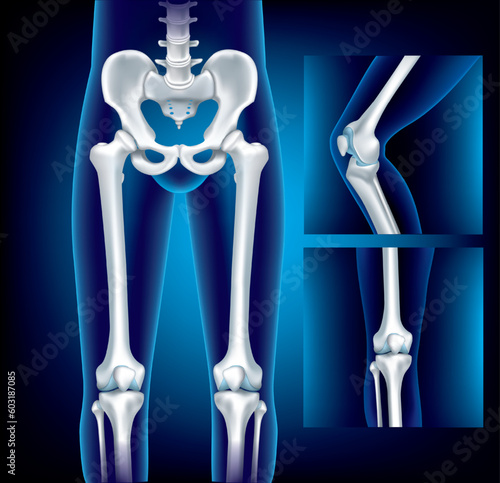 Close Up Human pelvis or Hip bone and Head Femur- 3D medical illustration- X ray blue film- Healthcare- Human Anatomy and Medical concept-Isolated on black background.