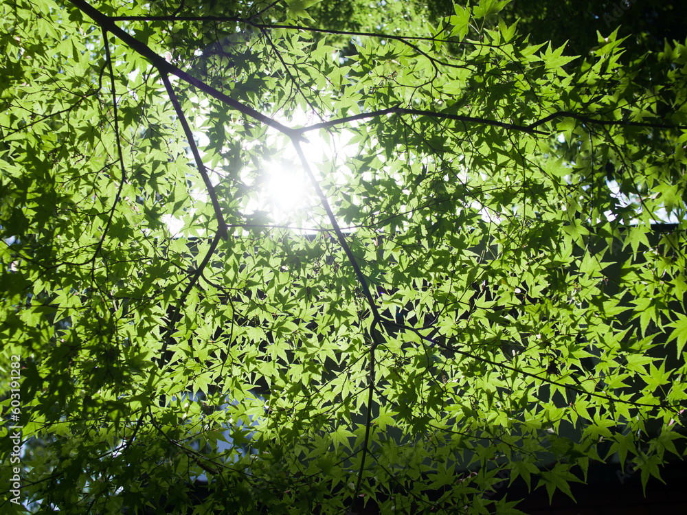 Naklejka premium 逆光の新緑
