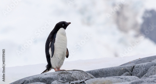Quadro su tela Adelie Penguin  (Pygoscelis adeliae) in Antarctica with copy space