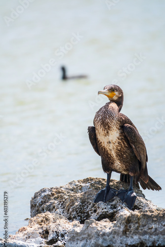 Great cormorant, Phalacrocorax carbo, standing on a stone on the sea shore. © Dmitrii Potashkin