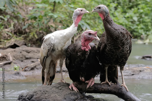 Two female turkeys and a male turkey are looking for food in the bushes. This animal is commonly cultivated by humans with the scientific name Meleagris gallopavo. 