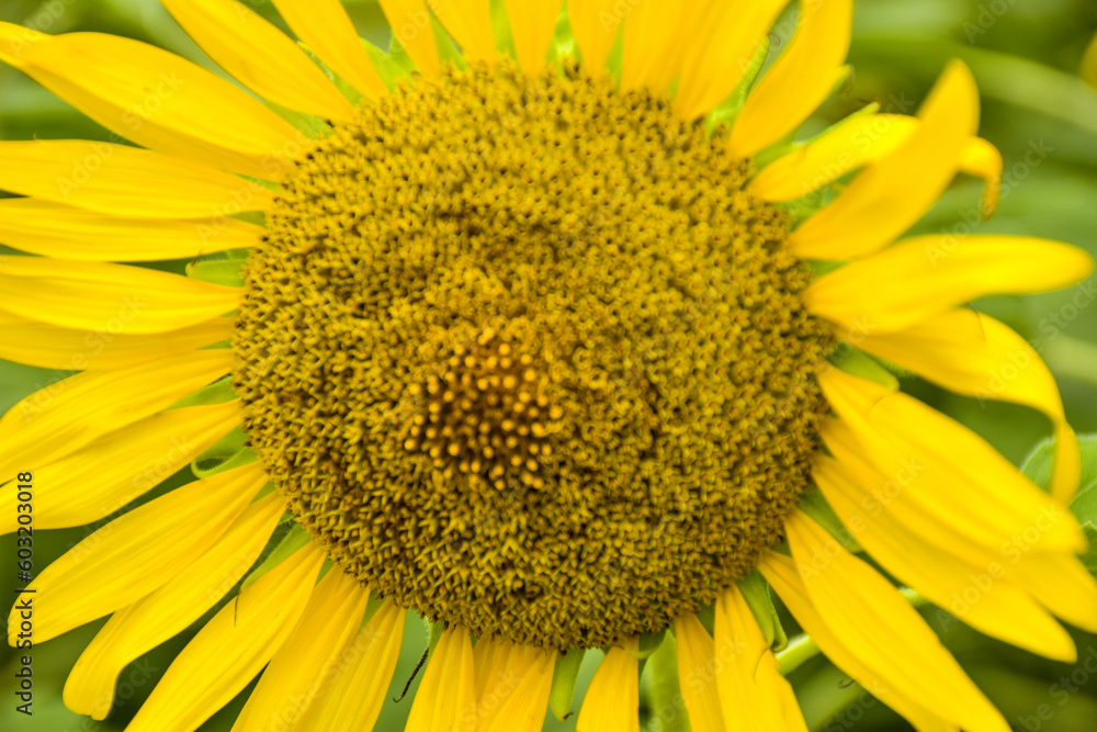 Yellow sunflowers bloom in a garden in Bangkok, Thailand Yellow sunflowers bloom in a garden in Bangkok, Thailand