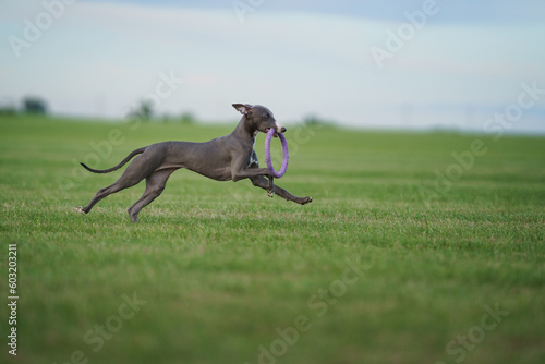 greyhound dog runs on the lawn. Whippet plays on grass. Active pet outdoors