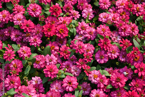 Fototapeta Naklejka Na Ścianę i Meble -  colorful zinnia flowers blooming in the garden flowers, Zinnia  pink and white flowers, Zinnia angustifolia