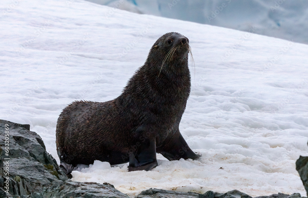 Fototapeta premium The Antarctic fur seal (Arctocephalus gazella)