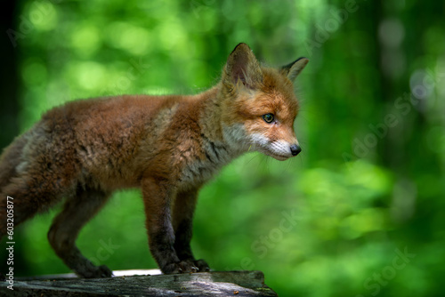 Red fox, vulpes vulpes, small young cub in forest on tree stump. Wildlife scene from nature