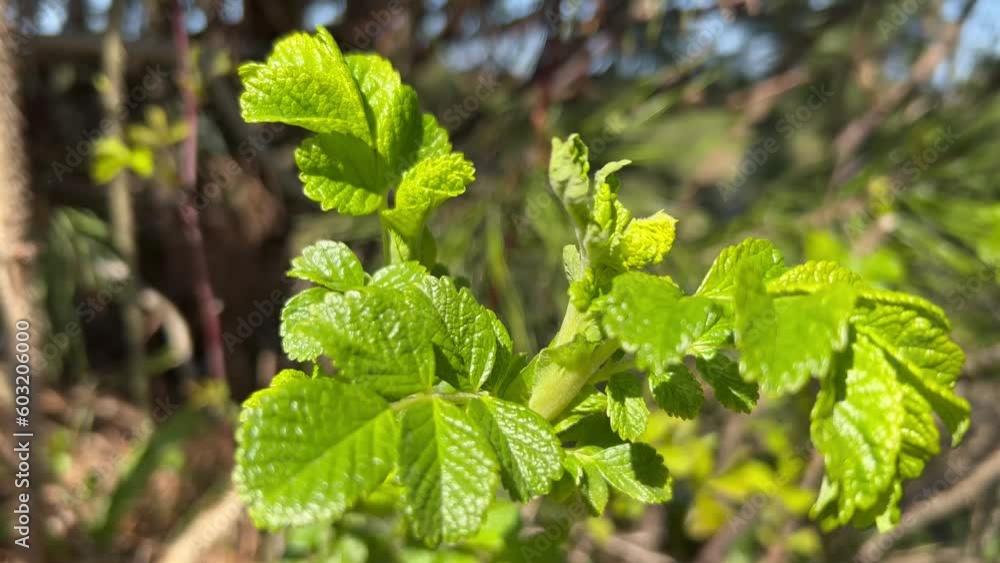 Spring young, tender wild rose branch with bright green leaves in the sunlight