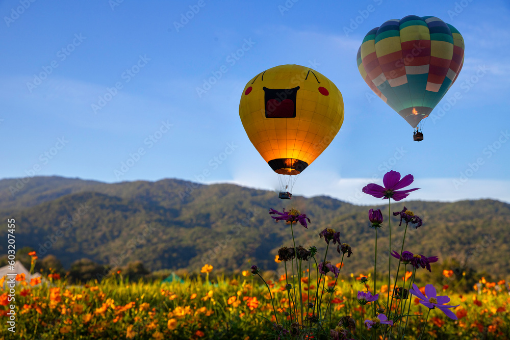 Fototapeta premium Beautiful colors of the hot air balloons flying on the cosmos flower field