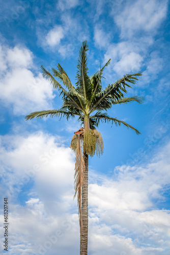 palm trees against blue sky