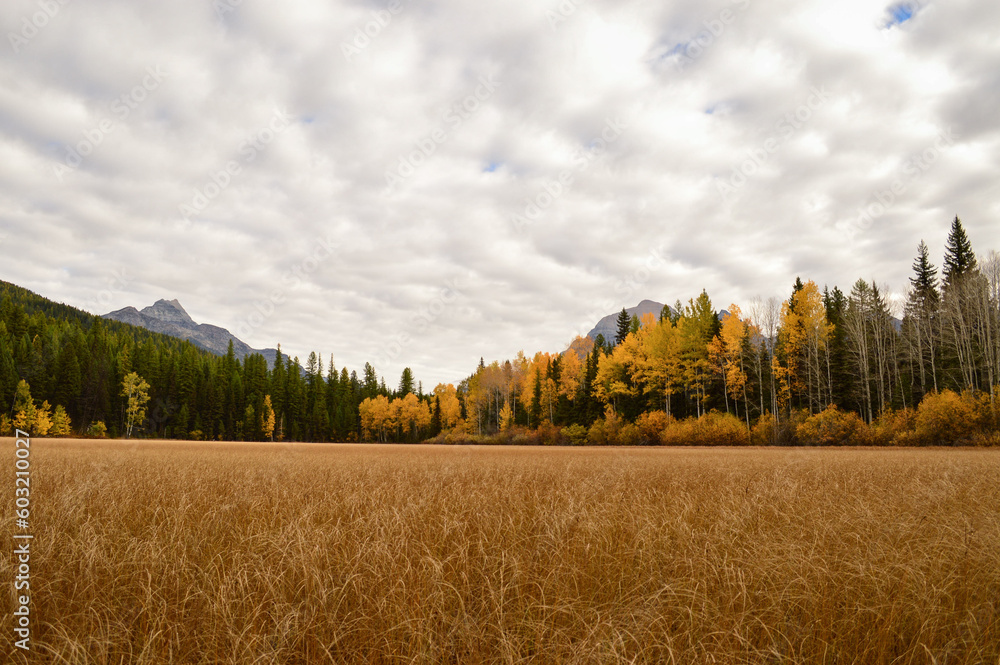 Autumn Meadow in Glacier National Park