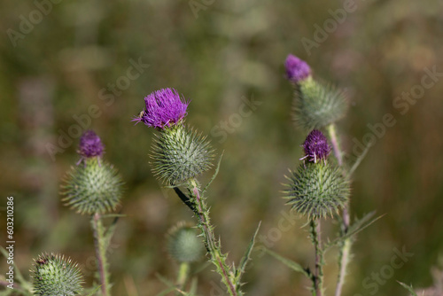 a group of thistles in a mountain meadow