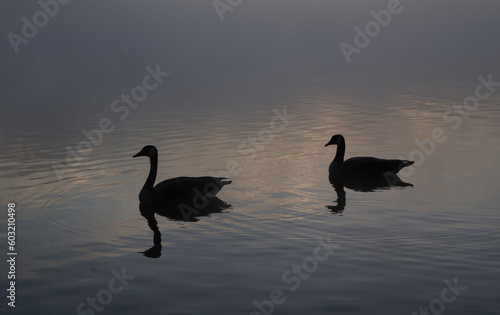 two Canadian geese floating on the water