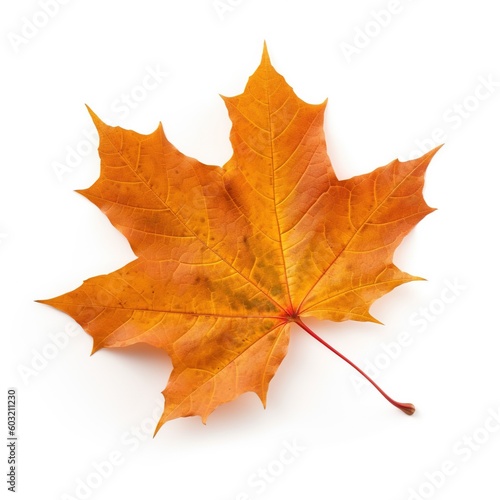 single maple leaf isolated on white background
