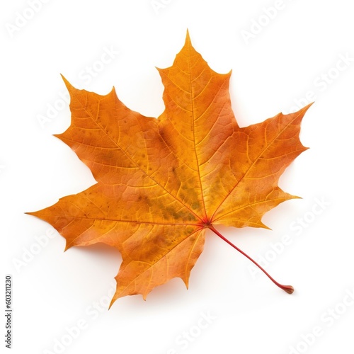 Wallpaper Mural single maple leaf isolated on white background Torontodigital.ca