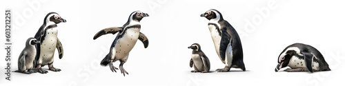 Wildlife zoo south africa penguins animals banner panorama long -Collection standing, lying african penguin (spheniscus demersus) family with baby, isolated on white background, Generative Ai