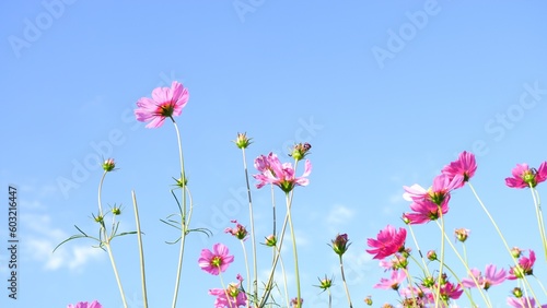 Pink cosmos flower on blue sky background.