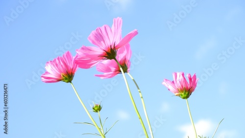 Pink cosmos flower on blue sky background.