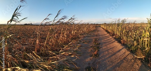 Cornfield with corn crop damage and cracked soil. Weather drought and flooding concept