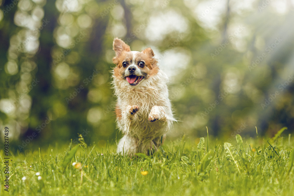 Portrait of a cute little longhaired chihuahua dog in spring outdoors
