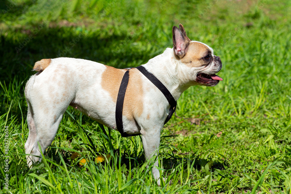 A white French bulldog standing on a green field.