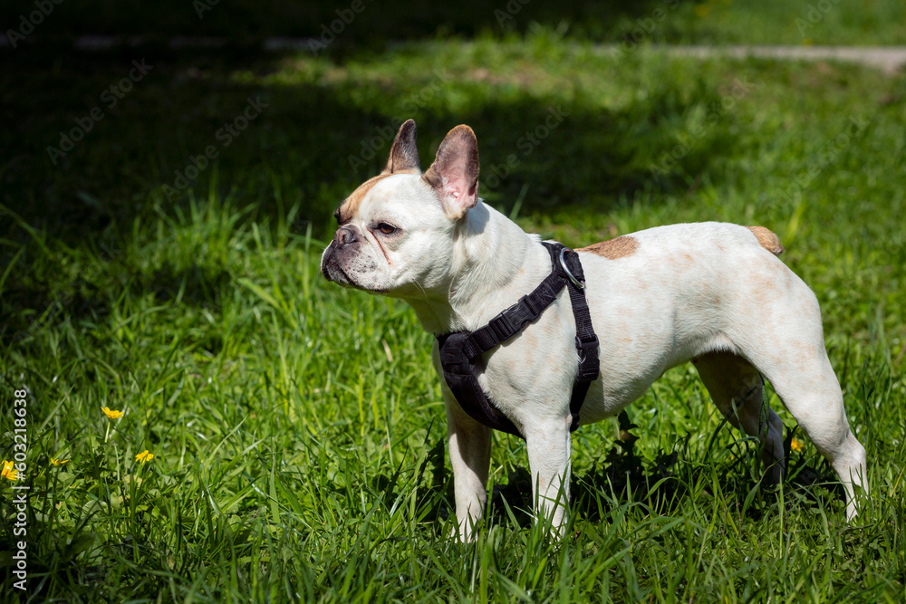 A white French bulldog standing on a green field.