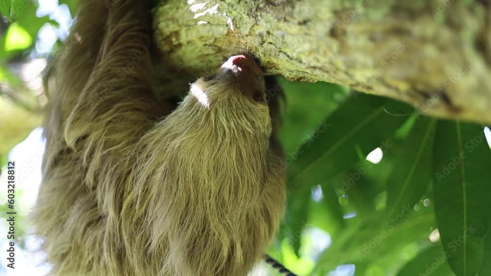 Sloth Horizontal Close-up horizontal landscape of a sloth eating leaves and walking on a ...