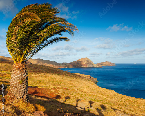 Madeira landscape with a palm tree  background of Madeira
