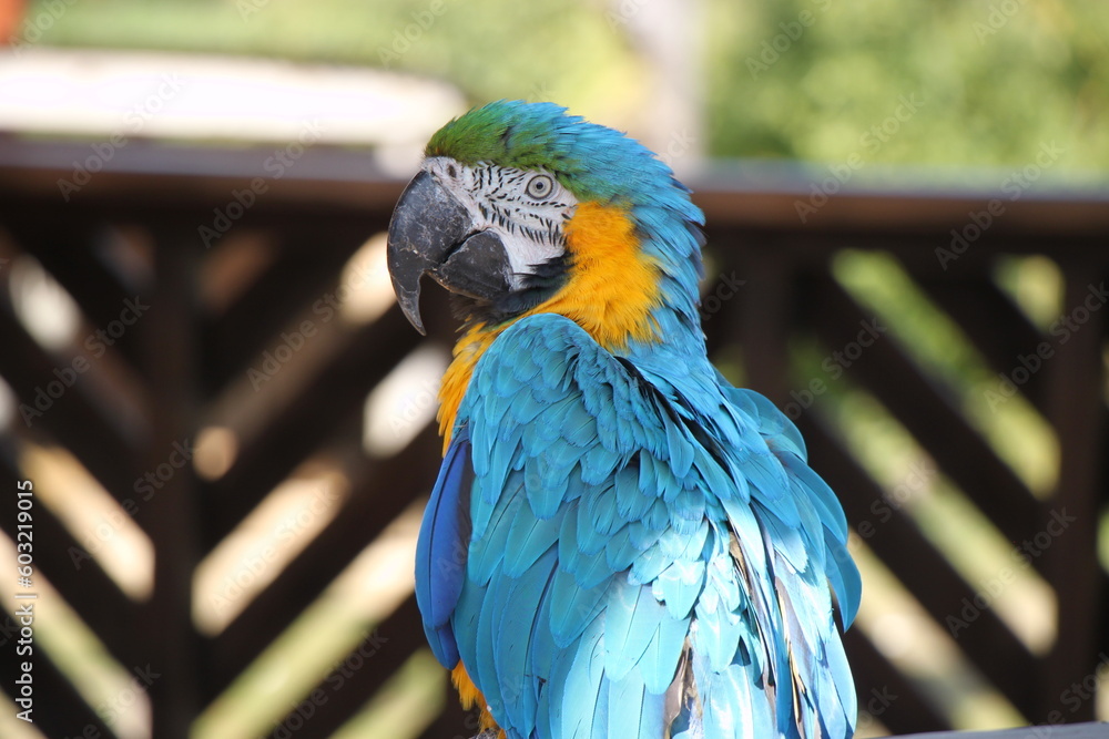 Obraz premium blue-and yellow-macaw (Ara ararauna) parrot