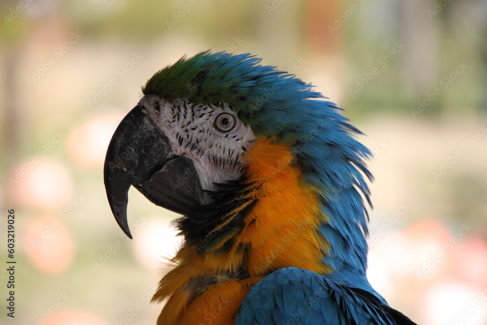 blue and yellow macaw (Ara ararauna) parrot