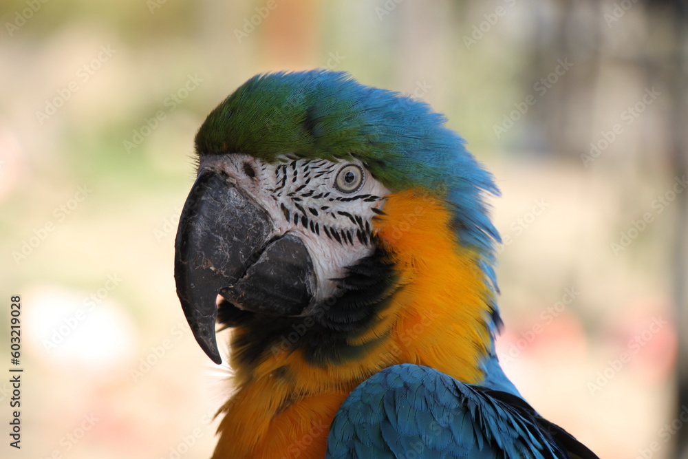 Talking with  blue and golden macaw (Ara ararauna) parrot