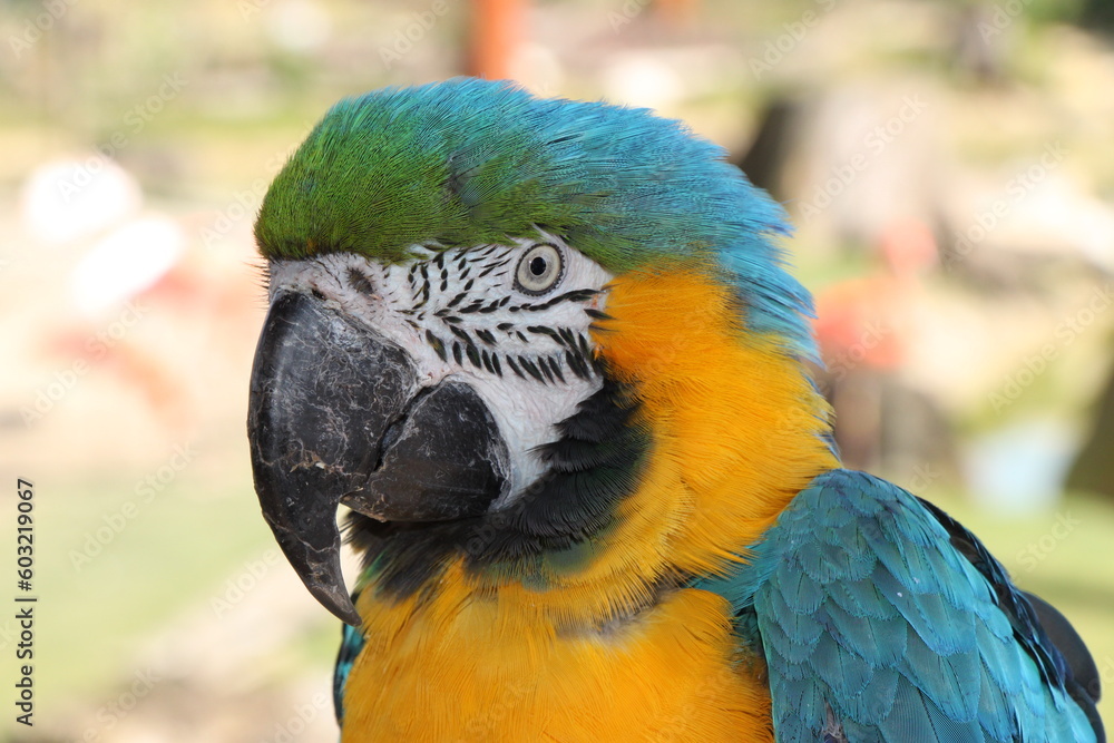 Portrait of blue and golden macaw (Ara ararauna) parrot Portrait of blue and golden macaw (Ara ararauna) parrot