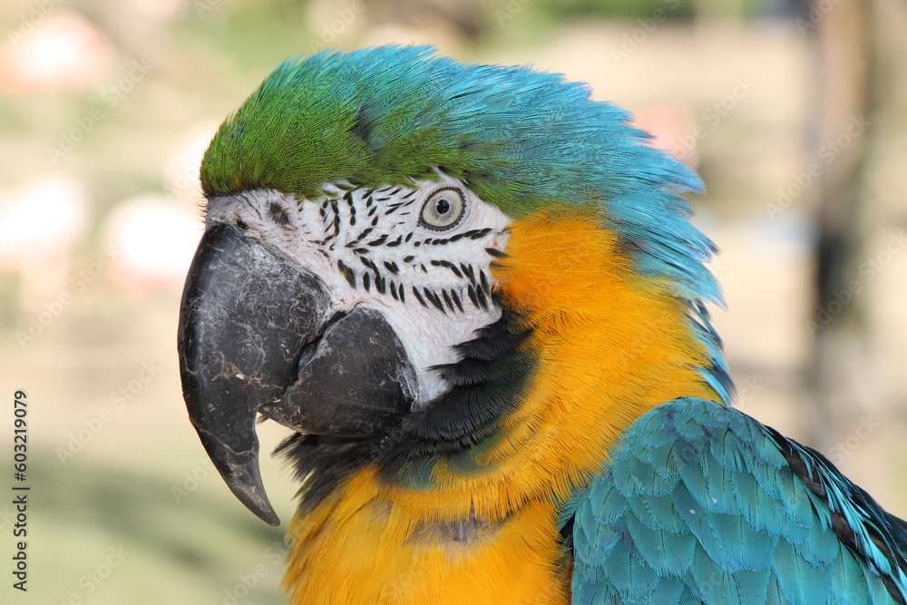 blue-and-golden macaw (Ara ararauna) parrot, Head in high detail