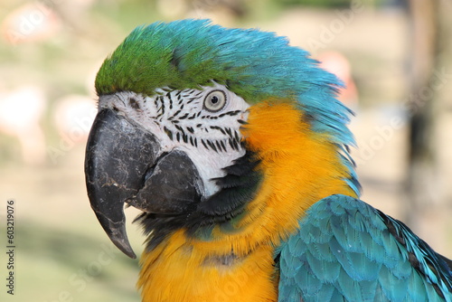 blue-and yellow-macaw (Ara ararauna) parrot