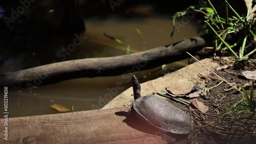 Evidently, dry land is in short supply for the yellow-spotted river turtle (Podocnemis unifilis), which huddles on a floating log at a wildlife refuge in Turrucares, Costa Rica. photo