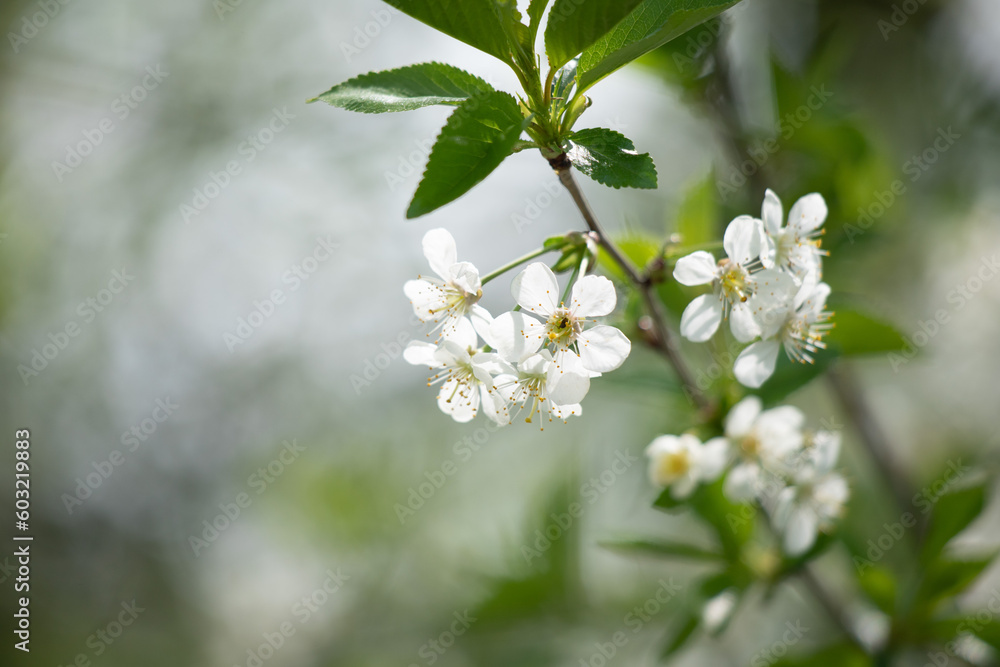 white flowers of fruit trees in spring white flowers of fruit trees in spring