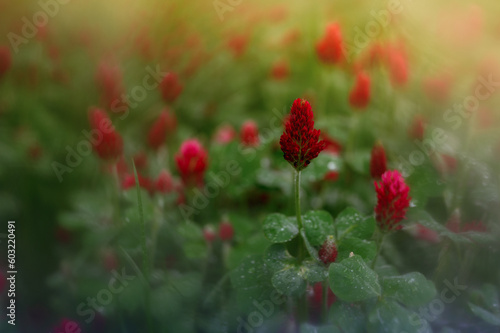 Beautiful spring flowers in wild nature. Background with flowers and strong blur effect. 