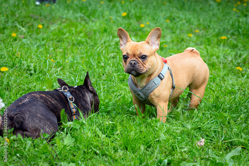 Two french bulldogs playing in the grass
