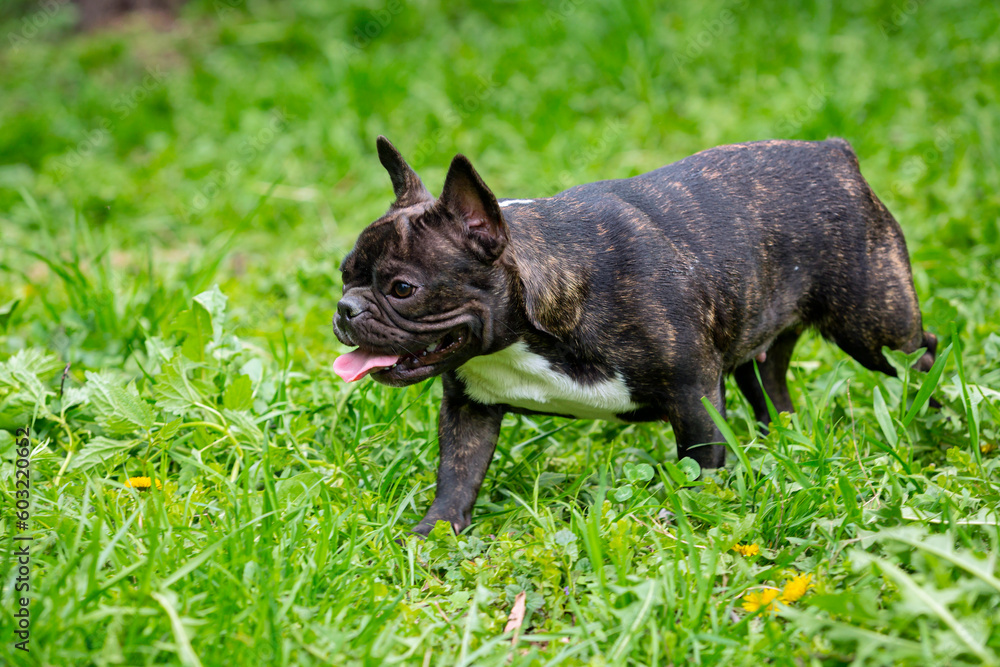 A French bulldog puppy walking on the grass.