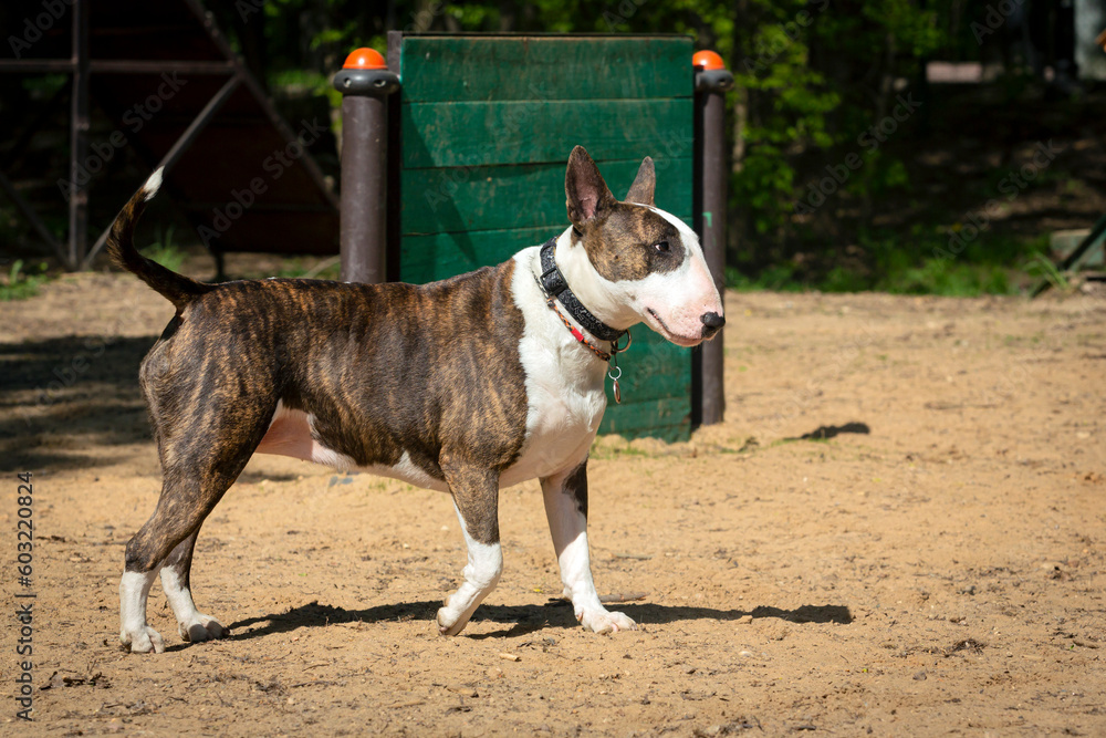 The bull terrier is standing on the dog playground
