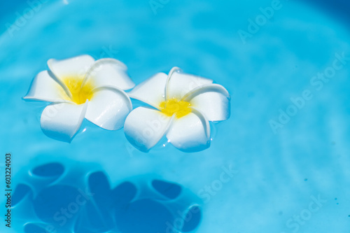 水に浮かぶプルメリアの花 © 歌うカメラマン
