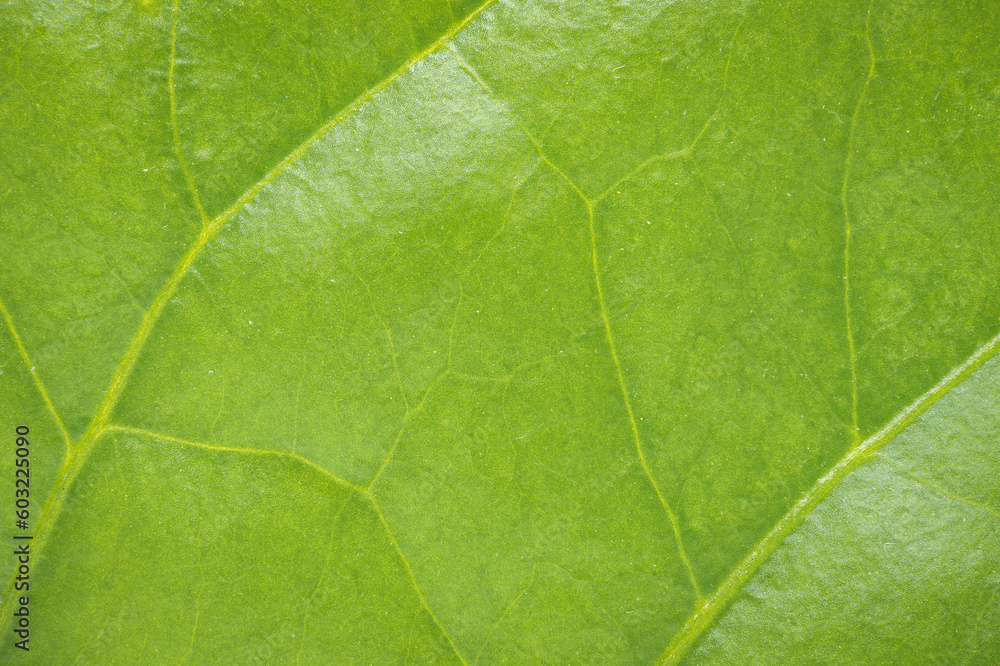 Green leaf of a chili plant. Close up background. Green leaf of a chili plant. Close up background.