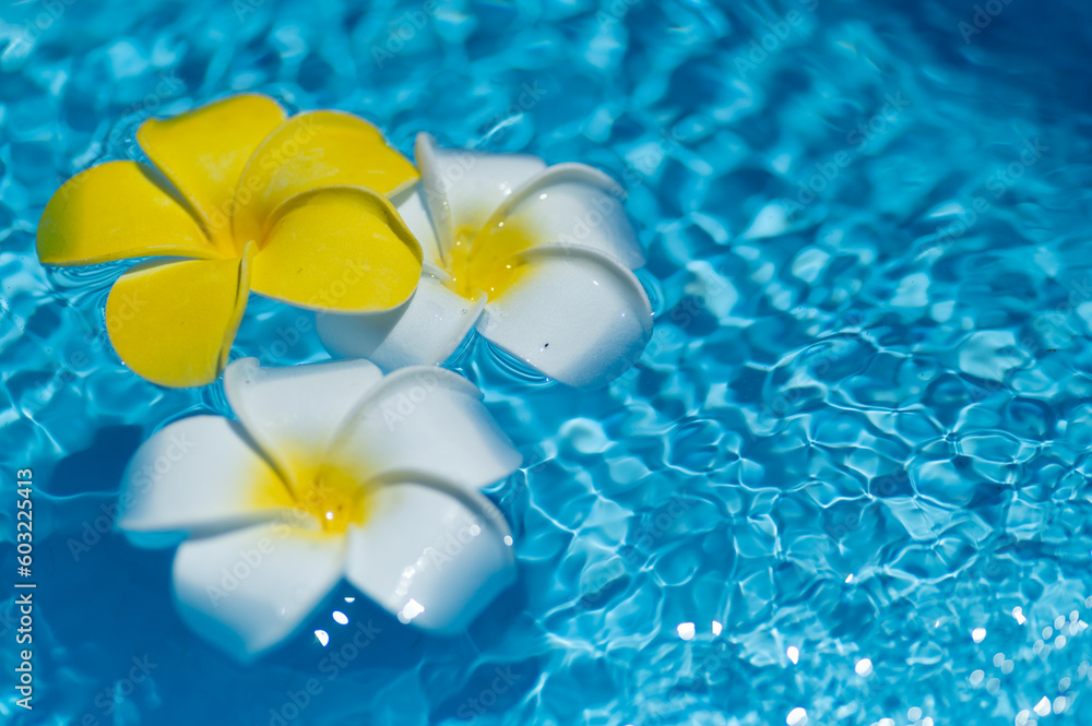 水に浮かぶプルメリアの花 水に浮かぶプルメリアの花