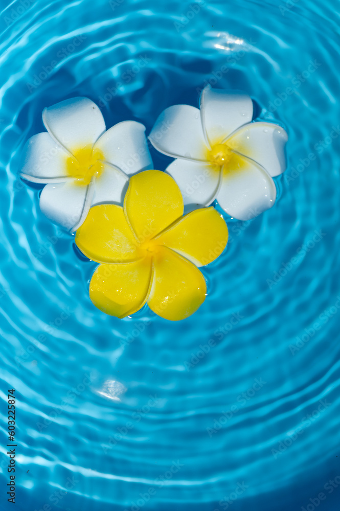 水に浮かぶプルメリアの花 水に浮かぶプルメリアの花
