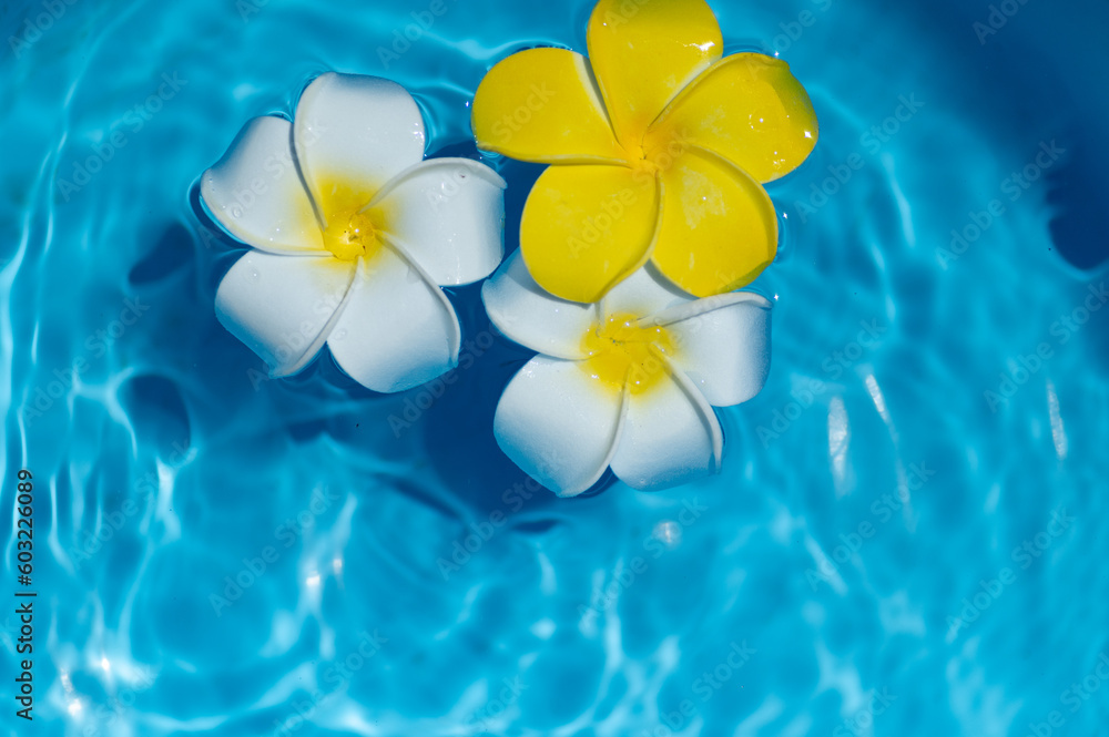 水に浮かぶプルメリアの花 水に浮かぶプルメリアの花