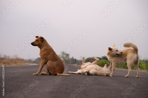 The pose of a dog standing, sitting and sleeping on a country road