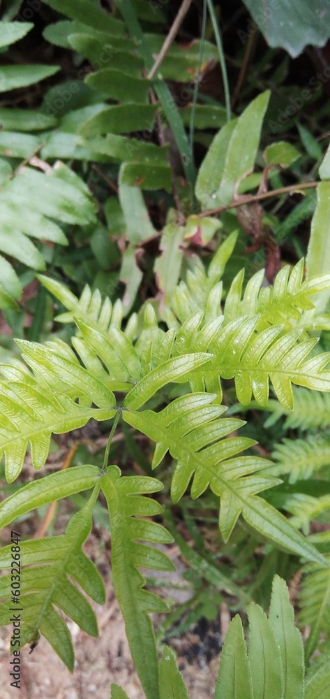 Green leaves in sri lanka 