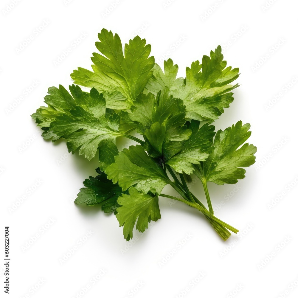 Cilantro isolated on white background (generative AI) Cilantro isolated on white background (generative AI)
