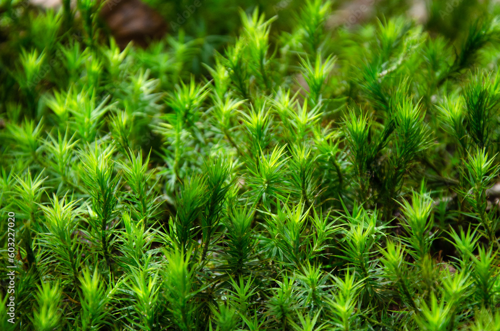Common hairmoss close up photo Common hairmoss close up photo