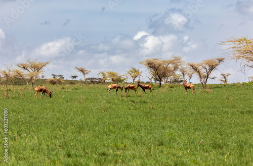 Fototapeta Naklejka Na Ścianę i Meble -  Swayne's Hartebeest, Alcelaphus buselaphus swaynei antelope, Senkelle Sanctuary Ethiopia wildlife